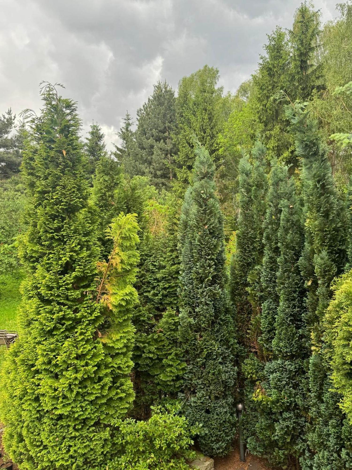 Zielony Zakatek Piechowice  Cameră foto